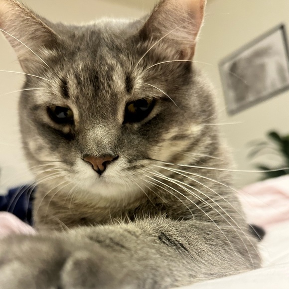 Meet your Posher, Shay - Picture 2 of 2